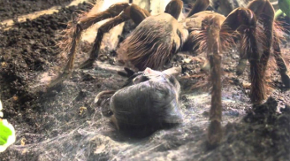 Cận cảnh loài nhện khổng lồ ăn thịt ghê rợn nhất thế giới