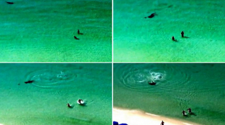 Rợn người cảnh cá mập khủng tấn công hai du khách tắm biển