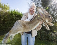 Chú thỏ sơ sinh khổng lồ dài tới 1,1 mét