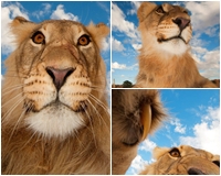 Chùm ảnh cực dễ thương khi những chú sư tử chụp ảnh “tự sướng”