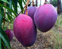 Kỳ lạ cây xoài ra quả màu tím ngắt “hút hồn” người tiêu dùng