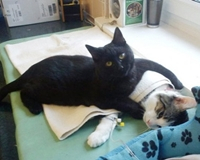 Chú mèo thích ôm bạn ở trung tâm cứu hộ để an ủi chữa bệnh