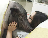 Chồng “nuốt nước mắt” vì vợ thường xuyên ôm lợn xấu xí... ngủ