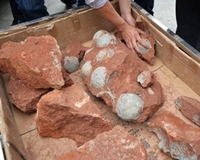 Phát hiện hàng chục quả trứng khủng long hóa thạch dưới nền đường