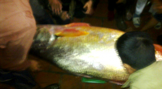Cận cảnh loài cá 1 con 70kg = 1kg vàng ở Việt Nam