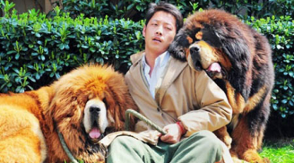 Chó Ngao Tây Tạng: Từ vật trang sức đại gia đến thực phẩm lẩu