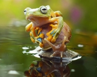 Con ếch xanh “lười biếng” ngồi lên lưng ốc sên để đi qua hồ nước