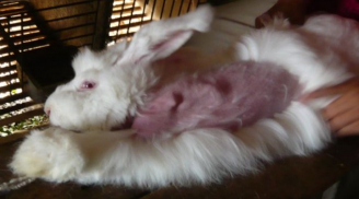 Cảnh tuốt lông thỏ sống dã man ở Trung Quốc gây phẫn nộ