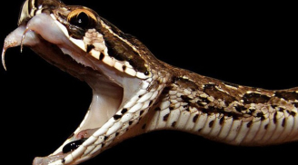 Phát cắn của loài rắn làm ngực nạn nhân biến mất ở Việt Nam