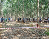 Phát hiện xác thiếu nữ phân hủy trong rừng cao su