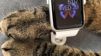 Nhiều chiếc Apple Watch được mua về chỉ để... cho mèo đeo