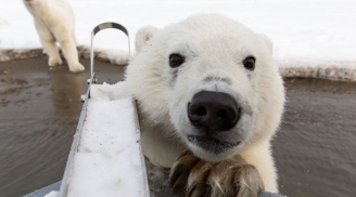 Gấu Bắc cực leo tàu chụp ảnh tự sướng cực đáng yêu