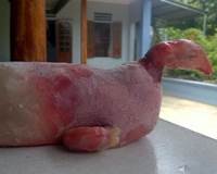 Kỳ lạ lợn nái để ra gà ở Thanh Hóa