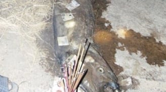 Phát hiện xác cá lạ dài 4m trôi vào bờ biển Hà Tĩnh