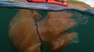 Kinh hãi hàng ngàn con sứa khổng lồ xuất hiện ở bờ biển