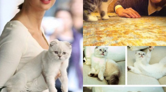 Khoảnh khắc 'siêu đáng yêu' của Taylor Switf và hai chú mèo cưng