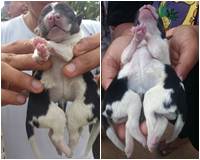Kỳ lạ chú chó vừa sinh ra đã có 2 thân, 8 chân và 2 đuôi