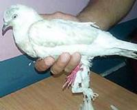 Chú chim bồ câu bị giam giữ vì nghi làm gián điệp