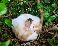 Kỳ lạ chú mèo “mượn” tổ chim để làm nhà sinh con