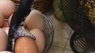 Kinh hãi phát hiện rắn bò vào nhà nuốt chửng trứng gà