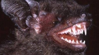 Con vật có hàm răng cực kỳ đáng sợ vừa được phát hiện ở Việt Nam