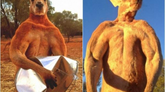 Lực sĩ kangaroo cơ bắp cuồn cuộn gây sốt cộng đồng mạng