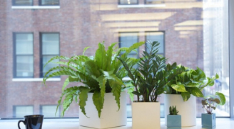 10 mẹo trồng cây tại văn phòng không thể bỏ qua