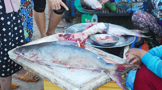 Hàng chục ngư dân vây bắt đàn cá trị giá gần 4 tỉ đồng