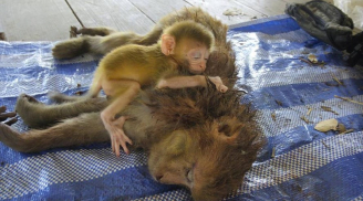 Rơi lệ cảnh khỉ con ôm chặt mẹ vừa bị bắn chết không rời