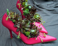 Cách tận dụng giày cũ để... trồng hoa