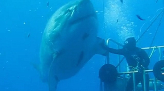 Kinh hãi thợ lặn liều mạng 'bắt tay' cá mập trắng khổng lồ