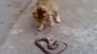 Mèo đại chiến kịch liệt với rắn và cái kết bất ngờ
