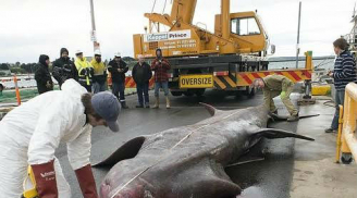 Bắt được cá mập khổng lồ cực hiếm sau hơn 80 năm