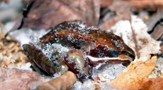 Kỳ lạ loài ếch 'thần kỳ' có khả năng chết đi, sống lại nhiều lần
