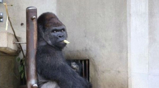 Những chú khỉ đột đẹp trai gọi mời du khách đến sở thú