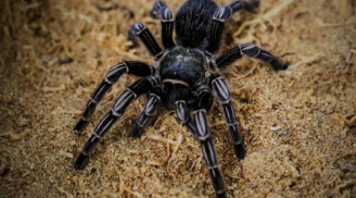 Kinh hãi hàng nghìn con nhện độc khổng lồ xuất hiện ở thành phố
