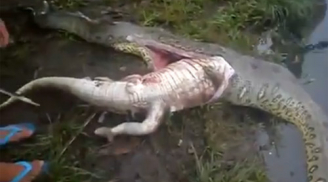 Kinh hãi mổ bụng trăn khủng phát hiện cá sấu khổng lồ