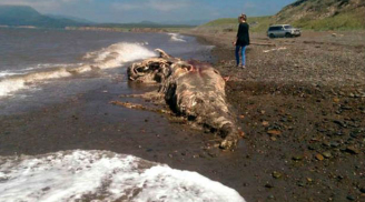 Xác 'quái vật' bí ẩn dạt vào bờ biển ở Nga