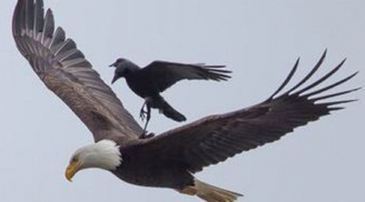 Kỳ lạ: Đại bàng bất ngờ cõng quạ đi săn
