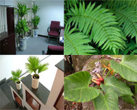 11 loại cây cảnh hút khí độc cực tốt bạn nên trồng trong nhà