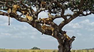 Chết cười cả đàn sư tử trèo lên cây ngủ để… tránh nóng