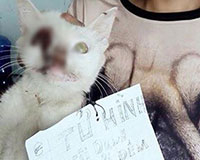 Phẫn nộ: Nam thanh niên dùng que sắt chọc thủng mắt mèo