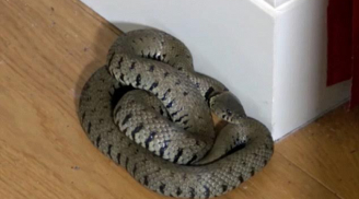Kinh hãi phát hiện rắn khổng lồ cuộn tròn ngủ sau tấm rèm cửa