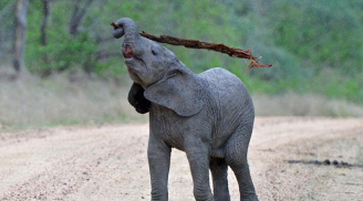 Chú voi tự gãi ngứa bằng cách thông minh 'nhất quả đất'