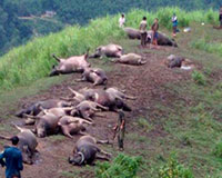 Gần 20 con trâu bị sét đánh chết bất thường ở Hà Giang