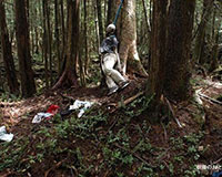 Đánh chết cháu nhỏ ở Nghệ An: Nghi phạm treo cổ trong rừng tràm