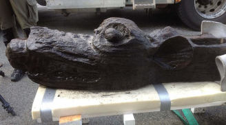 Bí ẩn về con quỷ biển hơn 500 tuổi bên xác tàu chiến