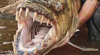 Ghê rợn loài cá ăn thịt người kinh khủng hơn cả thủy quái Piranha