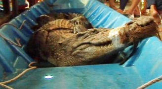 Cá sấu khủng bị tóm gọn khi lọt vào đầm tôm của dân