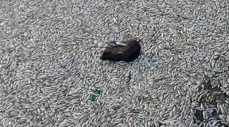 Kinh hoàng cá chết hàng loạt, nổi trắng sông gần vụ nổ Thiên Tân